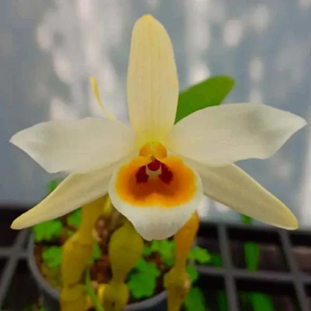 Dendrobium aphrodite sp (Dendrobium)