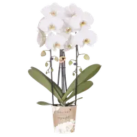 Witte Niagara Fall orchidee Ø12cm
