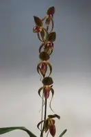 Paphiopedilum Hung Sheng Eagle 'East River'