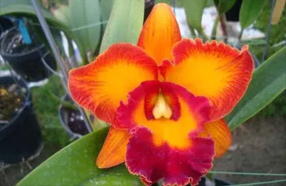 Rhyncholaeliocattleya JAC Golden Peacock 'CB 2' (Rhyncholaeliocattleya)