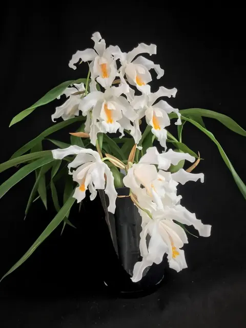 Coelogyne cristata 'Big XXL' (Coelogyne)