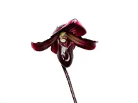 Paphiopedilum Raven Soul 'Dark Leaf'
