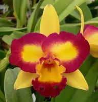 Pot. Shin Shiang Diamond 'Tai-Young #1' HCC/AOS.