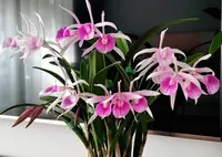 Brassocattleya Morning Glory