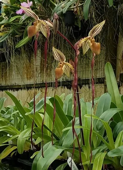 Paphiopedilum Michael Koopowitz OIT0148 (Paphiopedilum)
