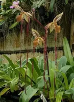 Paphiopedilum Michael Koopowitz (philippinense ‘Seven Samurai’ AM/AOS x sanderianum ‘Red Pouch’) OIT0148