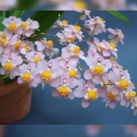 Oncidium Tsiku Marguerite 'Chian Tzy Glory' (Oncidium)