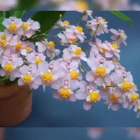 Oncidium Tsiku Marguerite 'Chian Tzy Glory' 2.5" Fragrant