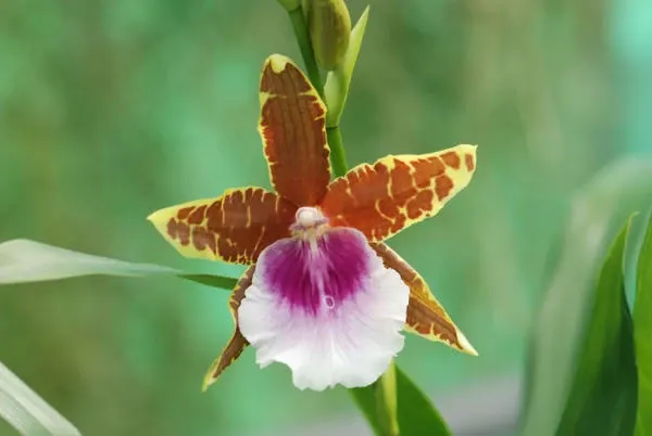 Miltonia Goodale Moir × spectabilis