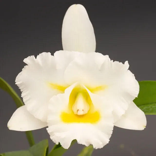 Rhyncholaeliocattleya Island Charm 'OC'