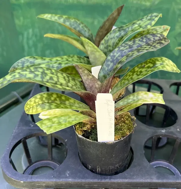 Paphiopedilum Shun Fa Pearl Web