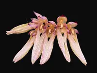 Bulbophyllum longiflorum Red