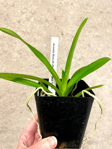 Aranda Noorah Alsagoff | SapphireChild Orchids 'Blue Giant' (Aranda)