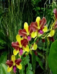 Dendrobium Thongchai Gold 3 Lip (Dendrobium)