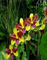Individual Orchid - Dendrobium - Thongchai Gold 3 Lip