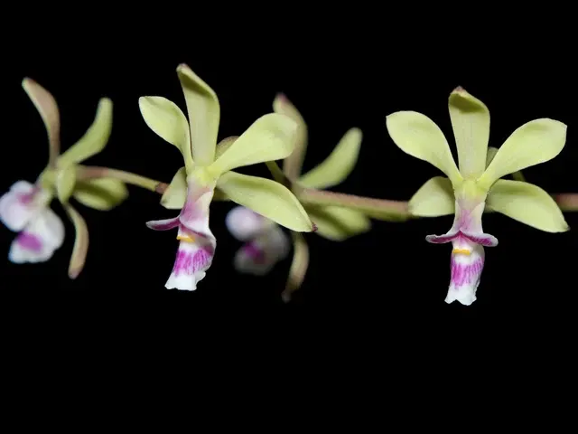 Encyclia mooreana (Encyclia)