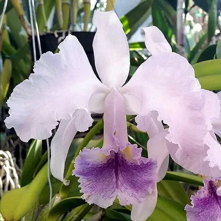 Cattleya Lawre-Mossiae 4n X C. Jocasta 4n (Cattleya)