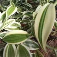 Vanilla parvifolia variegated (Rooted Plant)