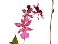 Caucidium Memoria Maria Bani