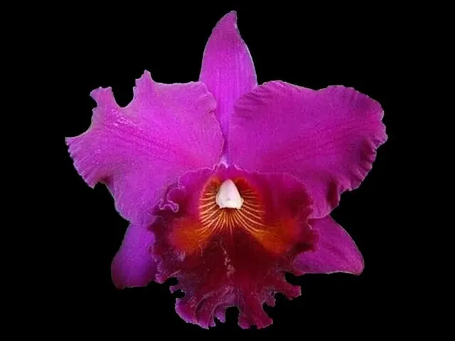 Rhyncholaeliocattleya Hawaiian Ruby 'Paradise'