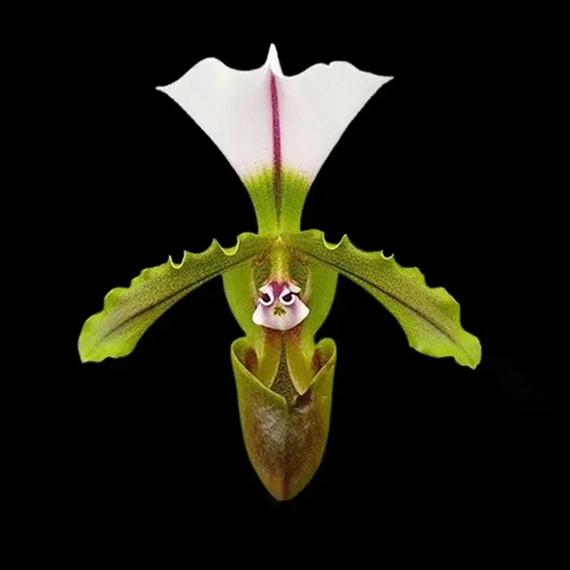 Paphiopedilum spicerianum 'leave small'