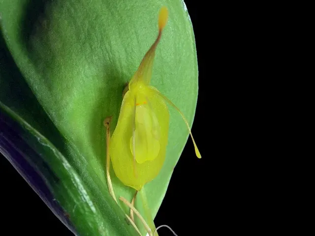 Restrepia flosculata xanthina (Restrepia)