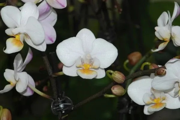 Doritaenopsis PISCO
