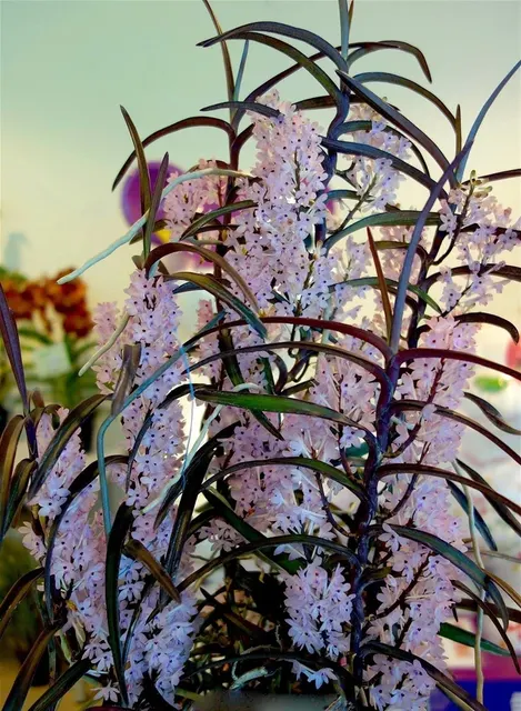Ascocentrum christensonianum 'XXL Big Plant'