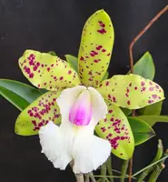 YNS Green Leopard ‘Jade Dragon’