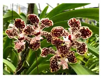 Vanda lombokensis — No