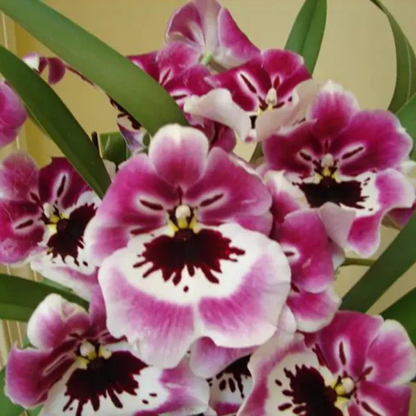 Miltoniopsis Rubenesque ‘Brockton’