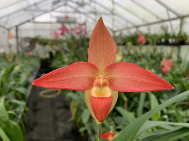 Phragmipedium besseae (Phragmipedium)