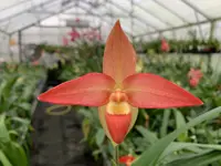 Phragmipedium besseae ‘Raging Red’ x Nicholle Tower ‘Tower of Red’