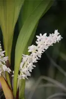 Eria hyacinthoides
