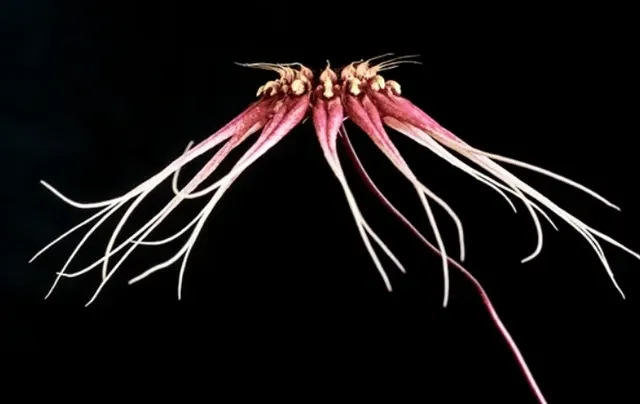 Bulbophyllum ceranthum x gracillimum