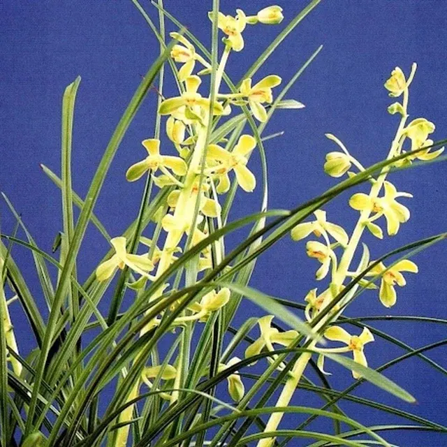 Cymbidium faberi 'Ji Pin'