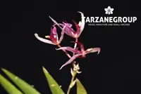 MACROCLINIUM BORJAENSE MINIATURE ORCHID MOUNTED