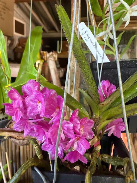 Ascocentrum ampullaceum 'Fuschia' (Ascocentrum)