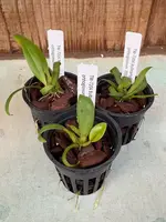 Bulbophyllum orthoglossum