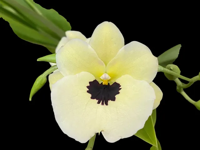 Miltoniopsis QF Silvergold