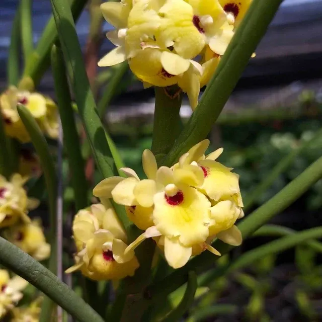 Luisia primulina