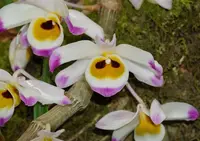 Dendrobium wardianum