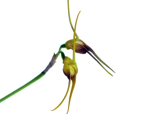 Masdevallia buccinator (Masdevallia)