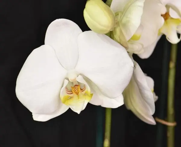 Phalaenopsis W21 (Phalaenopsis)