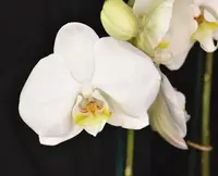 Phalaenopsis Hybride "W21"