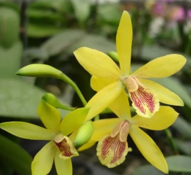 Cattleya Alliance: Guaricyclia Kyoguchi 'M. Sano' (Cattleya)