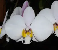 Phal. philippinensis (PS-PH) (Phalaenopsis - Phalaenopsis - philippinensis )