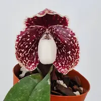 Paph. leucochilum - MS