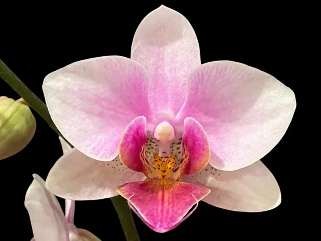 Phalaenopsis Dtps. Romance Valentine