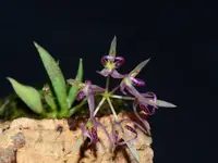 Macroclinium escobarianum